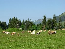 Auf der ersten Anhöhe. Hier gehts ein Stück weit flach. Wir sind erst ca. 400 Seilbahnmeter oberhalb der Talstation.