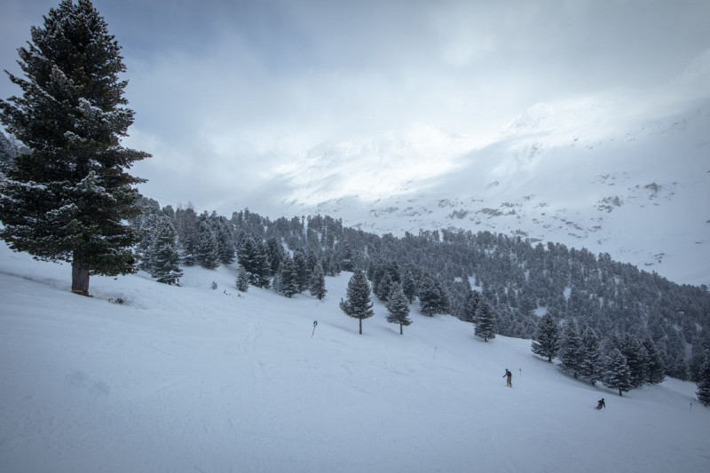 Am Samstag starten wir aufgrund des Wetters im Zirbenwald. Hier sieht man wenigstens Konturen.