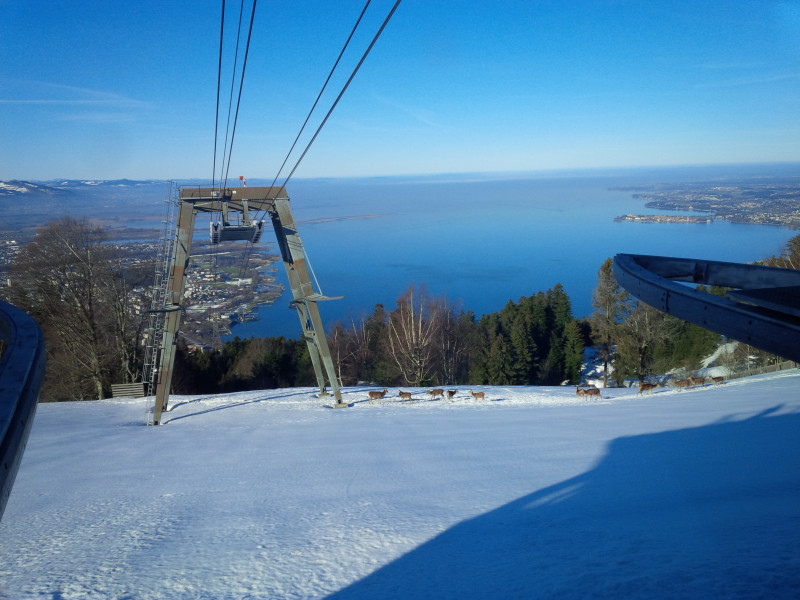 Wildbesuch an der Pendelbahnstütze