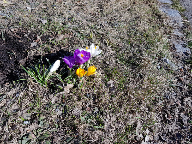 Die Vorboten des Frühlings sind aber schon da.