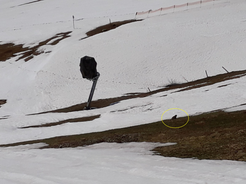 richtige (pfiffige) Einheimische sind auch schon wach ... Denen wäre wohl keine Skibetrieb lieber
