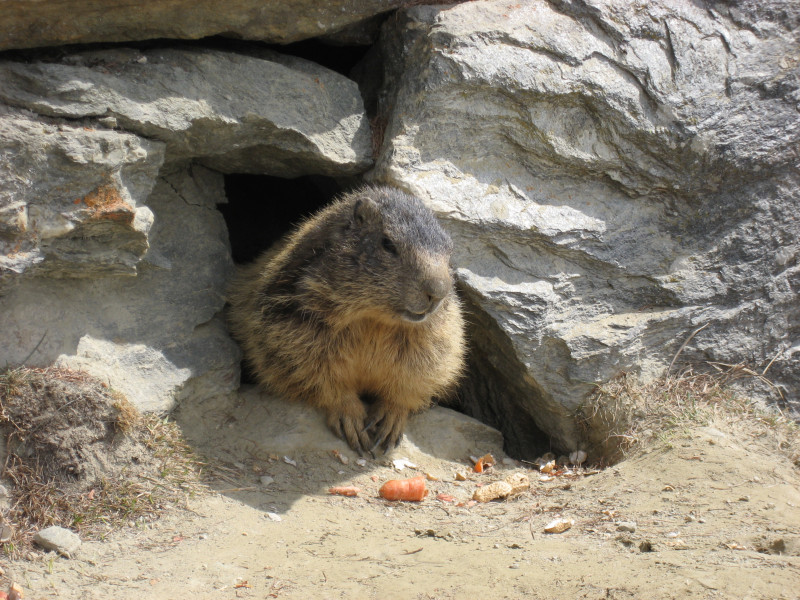 Murmeli am Stafelwald