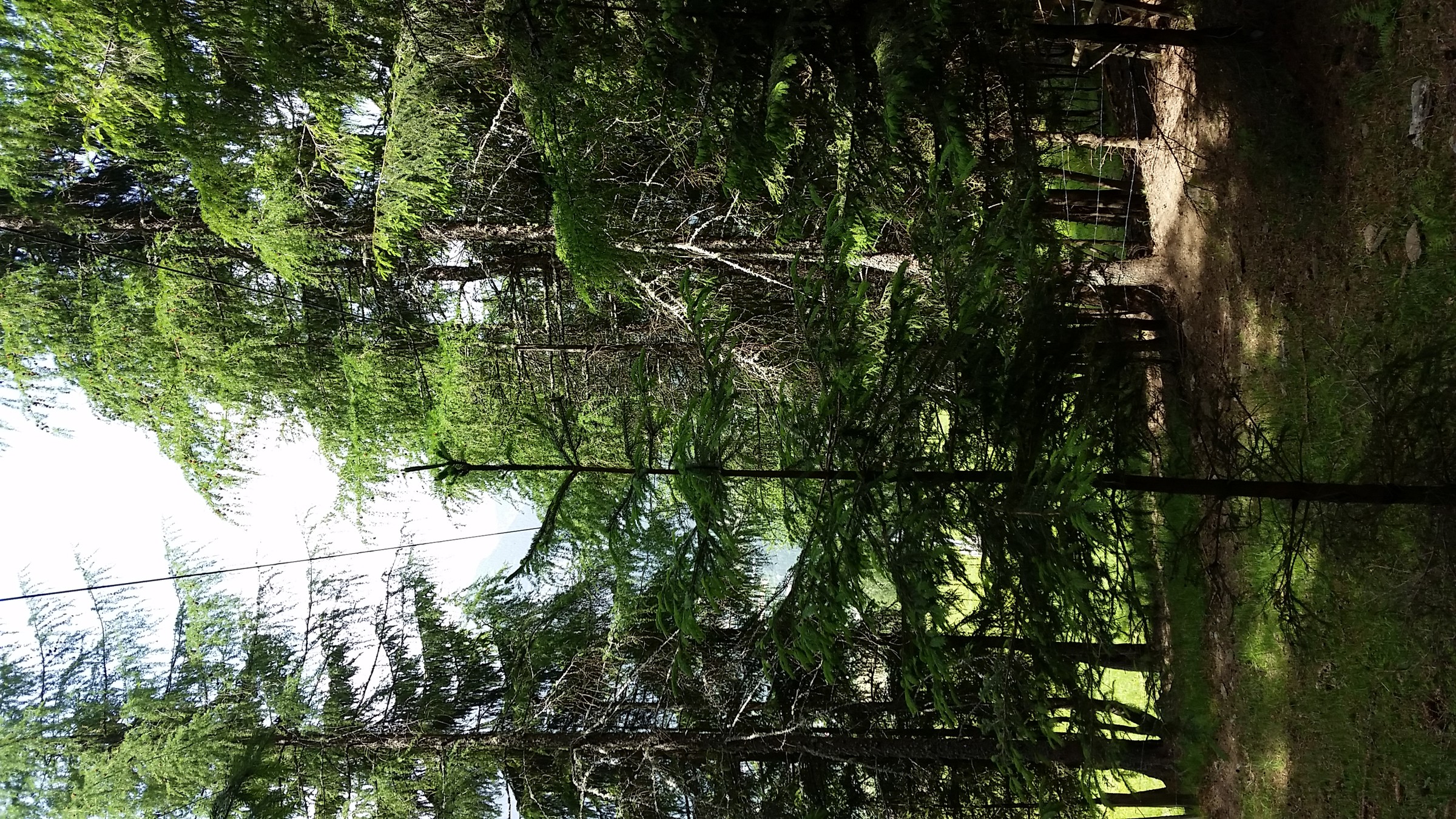 Oberhalb von Stütze 1 geht Strecke durch den Wald, dieser umgibt Seil recht gut