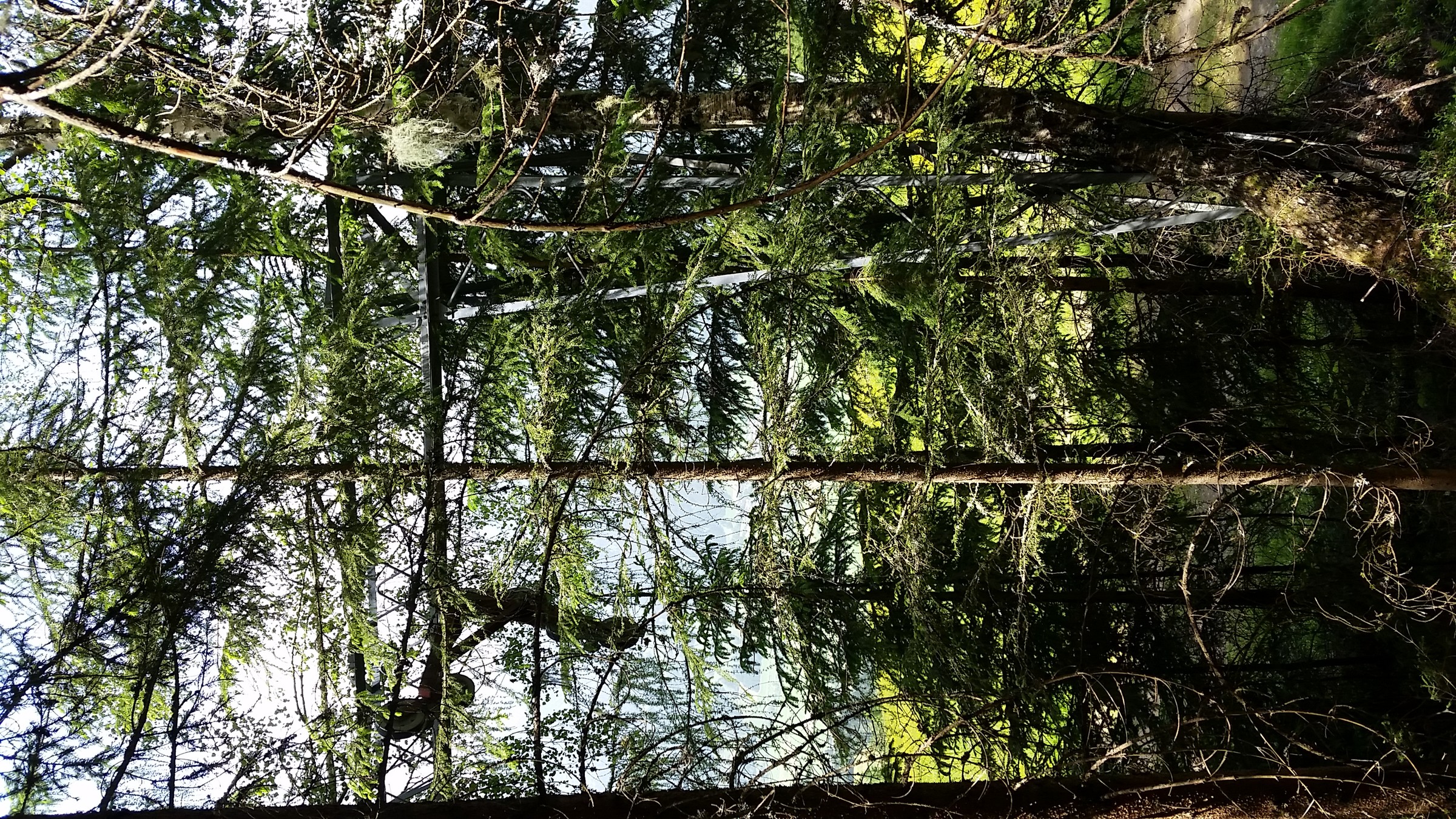 Birke wächst an Stütze