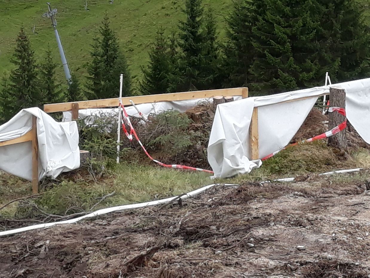 "gesicherte" Ameisenhügel