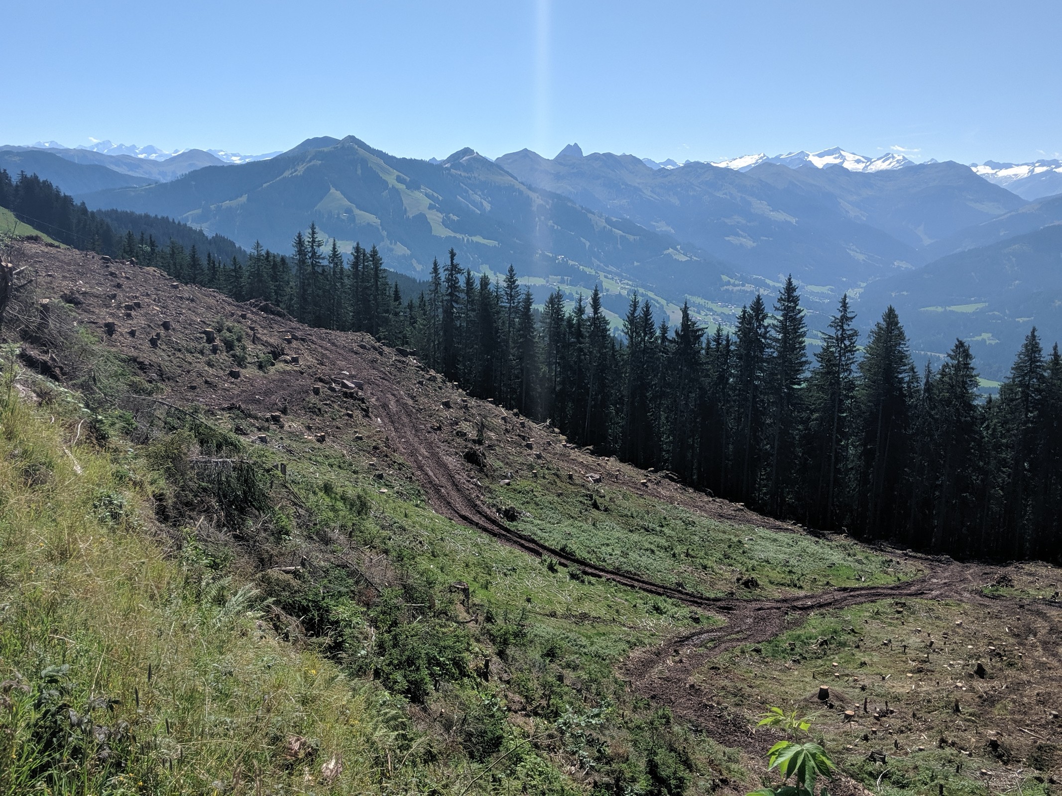 Abholzung Kleine Salve 2