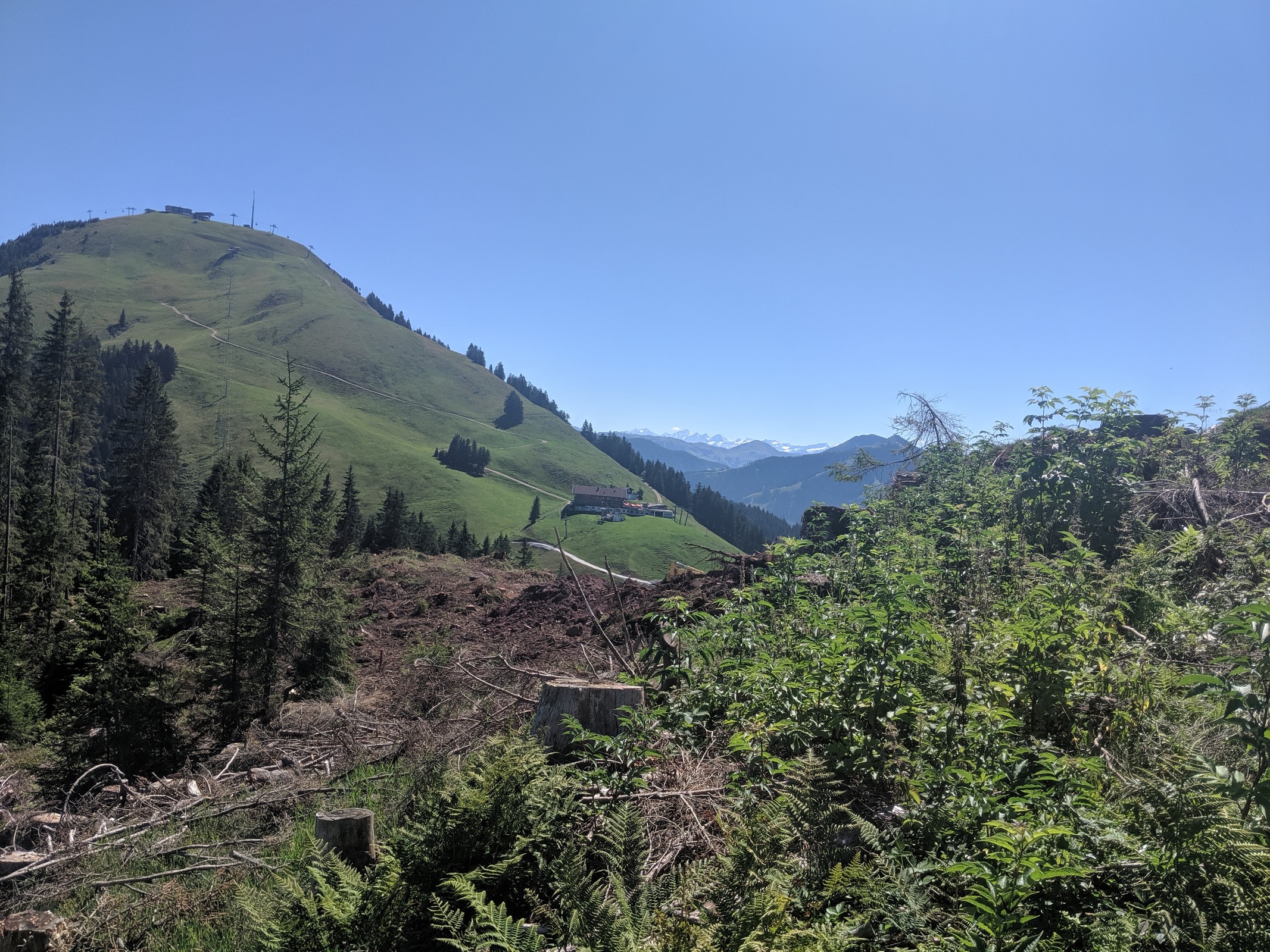 Abholzung Kleine Salve mit Blick zur hohen Salve 1