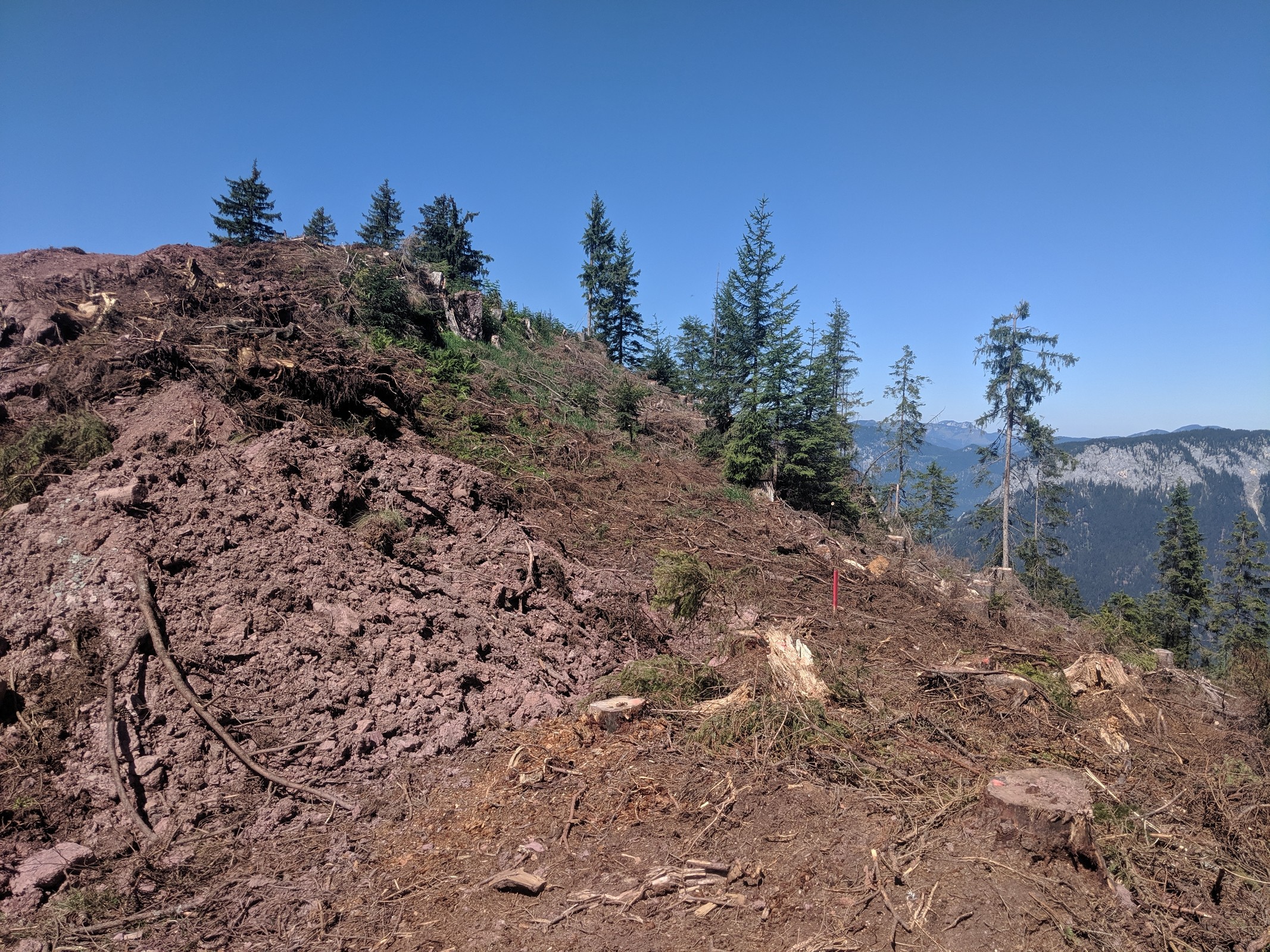 ein zweiter Pflock befindet sich hier, der andere befindet sich auf dem kleinen Hügel. Die beiden Pflöcke würden auch gut zu den bereits abgeholzten Bäumen im oberen nordseitigen Bereich passen