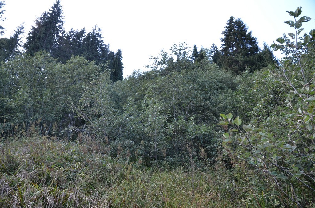 Dickicht oberhalb St. 3