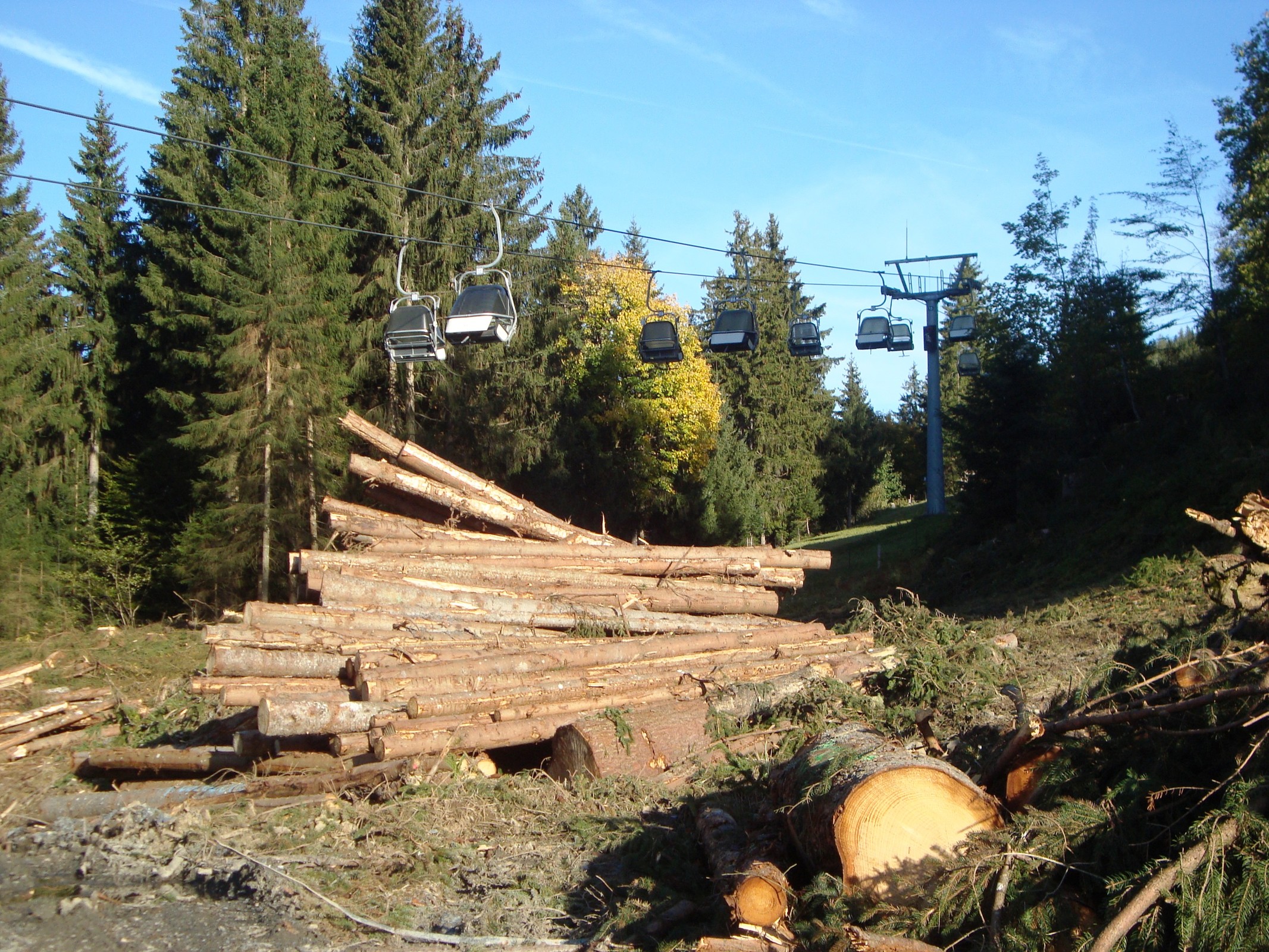 Bäume im Einfahrtsbereich des Sonnenhanges