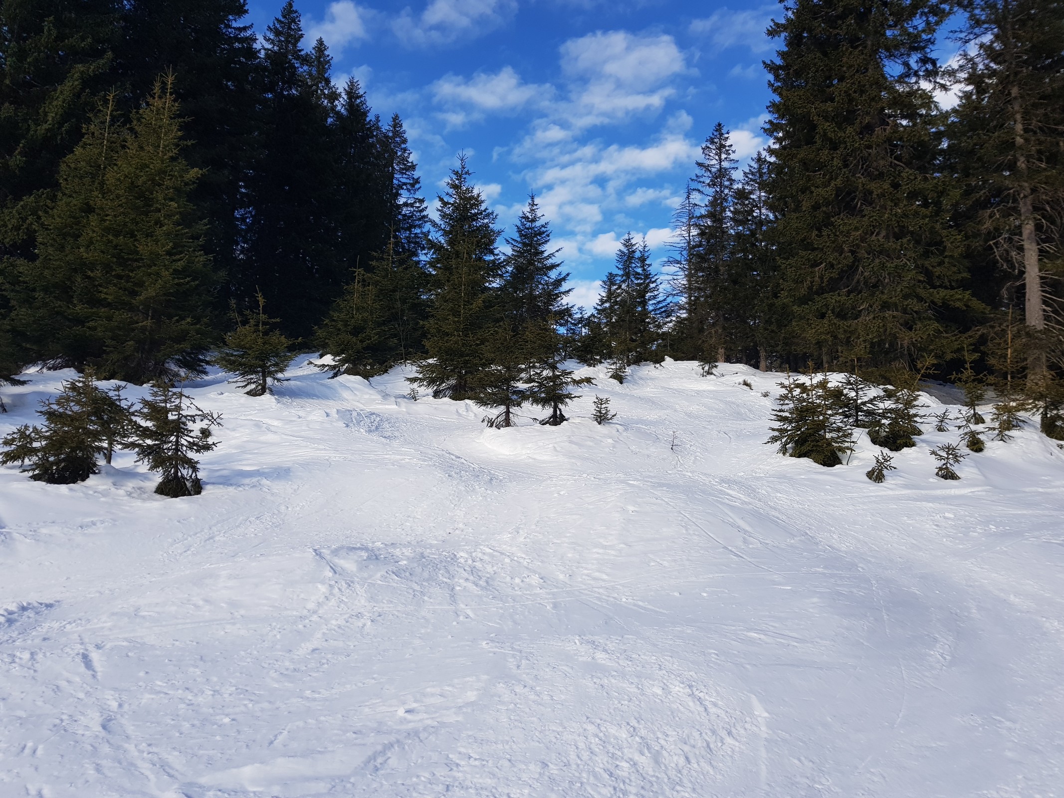 Rückblick auf den ersten Hang der Route, Slalom um kleine Bäume herum, gefällt mir sehr gut.
