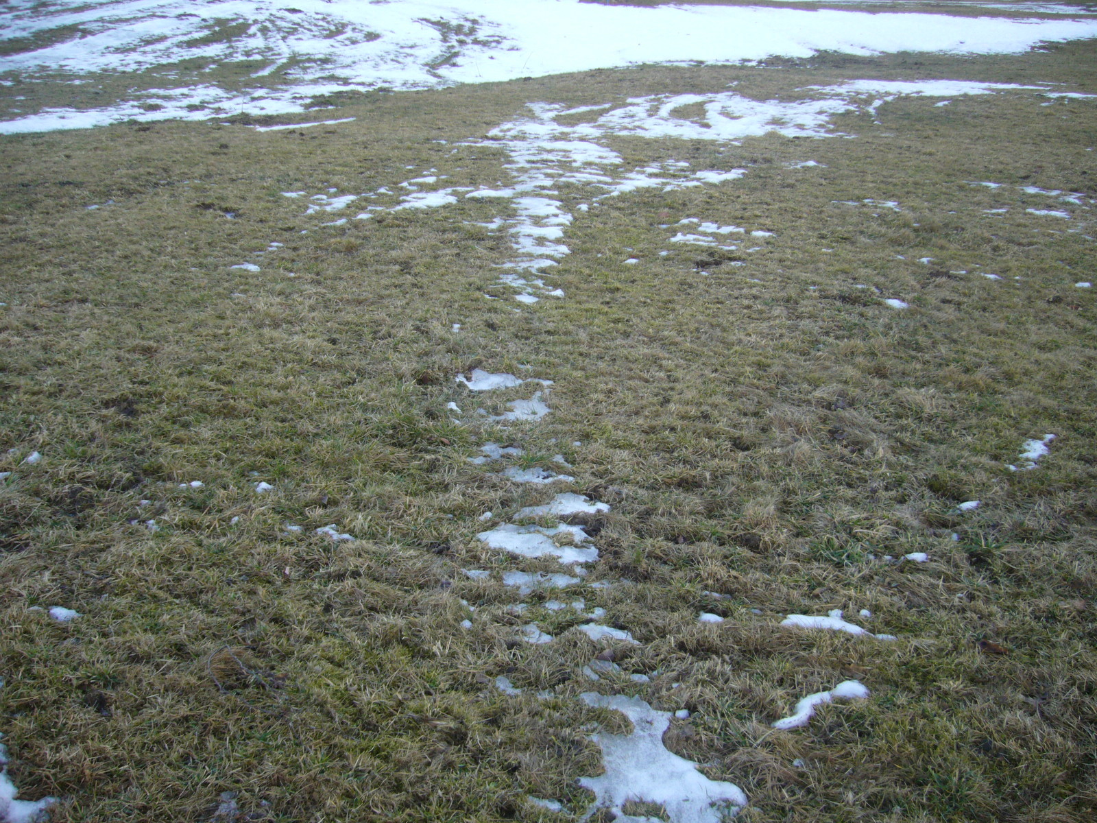 Schäden an der Wiese