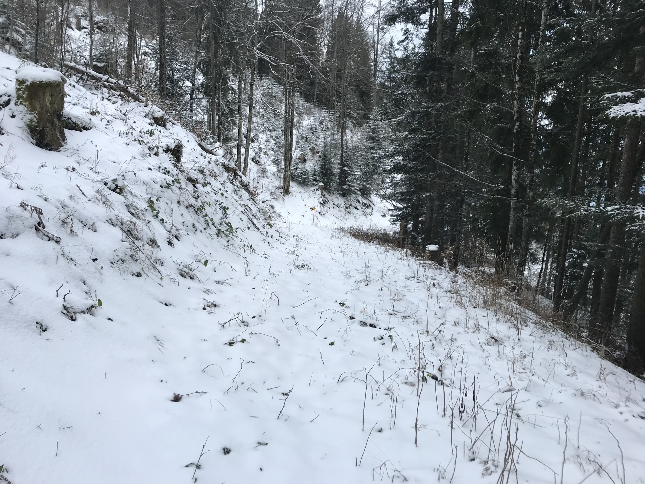 Im Wald noch weniger.