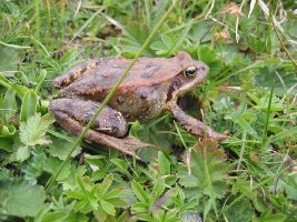 Interessante Fauna im Riffltal. Noch nie so hoch einen Frosch gesehen. Schon auf dem Aufstieg haben wir einen gesehen (war aber IMHO nicht der selbe!)