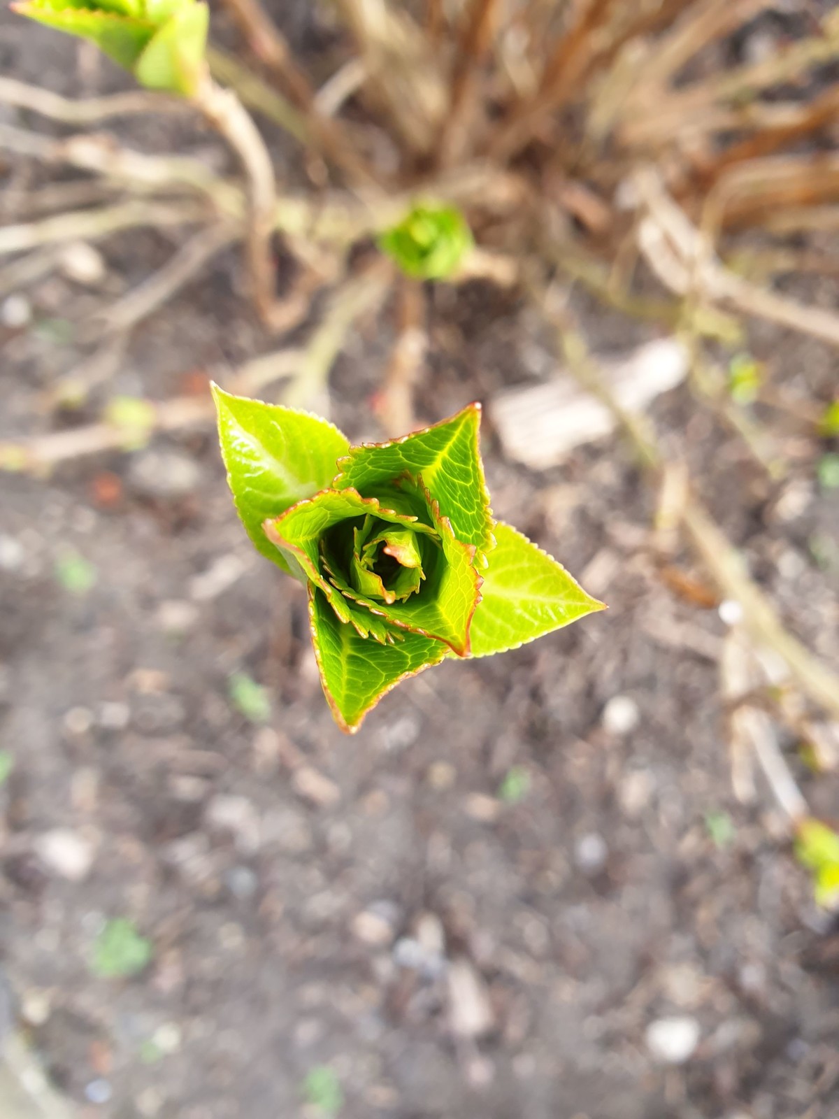 Die Hortensien treiben schon an einem 02. März aus! Langsam wird es echt bedenklich...