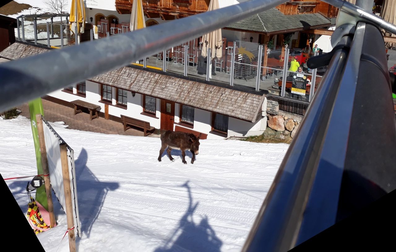 Der Esel von der Stöcklalm war am oberen Anfang der Familienabfahrt unterwegs.