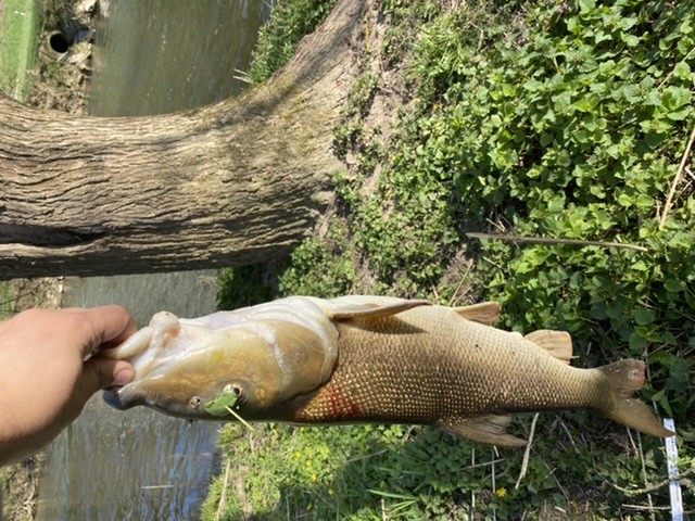 Und der Wurm durfte sein Bad nicht friedlich beenden