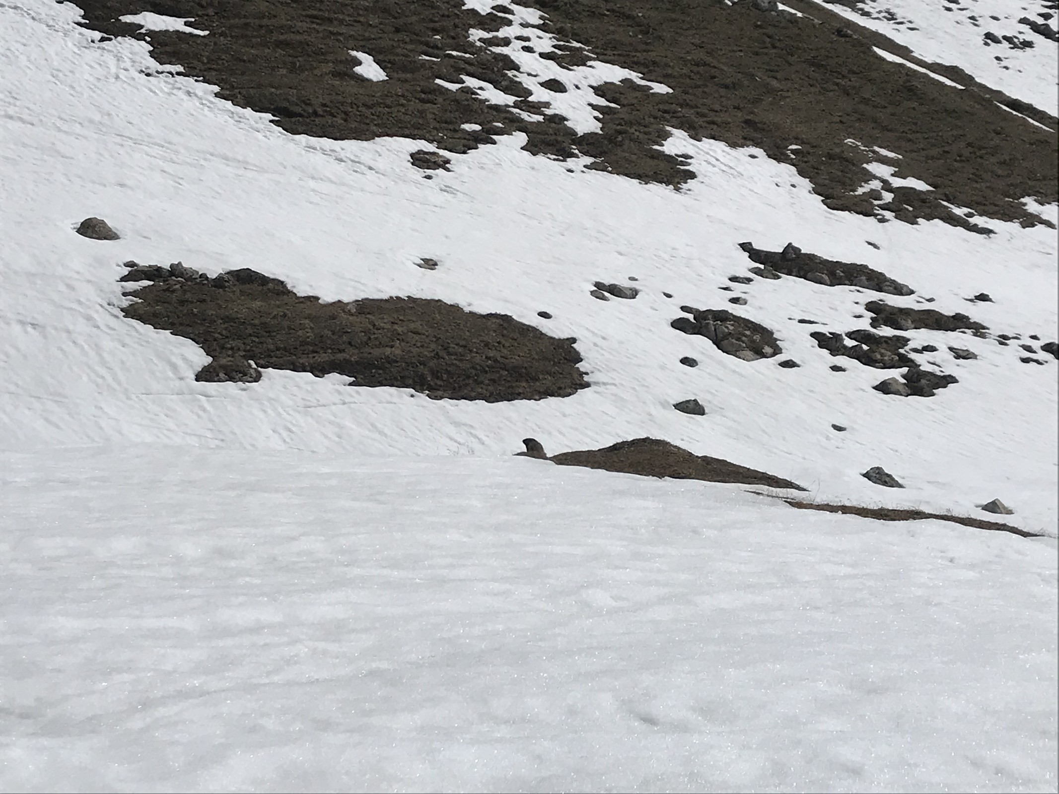 Auch Murmelis sind da