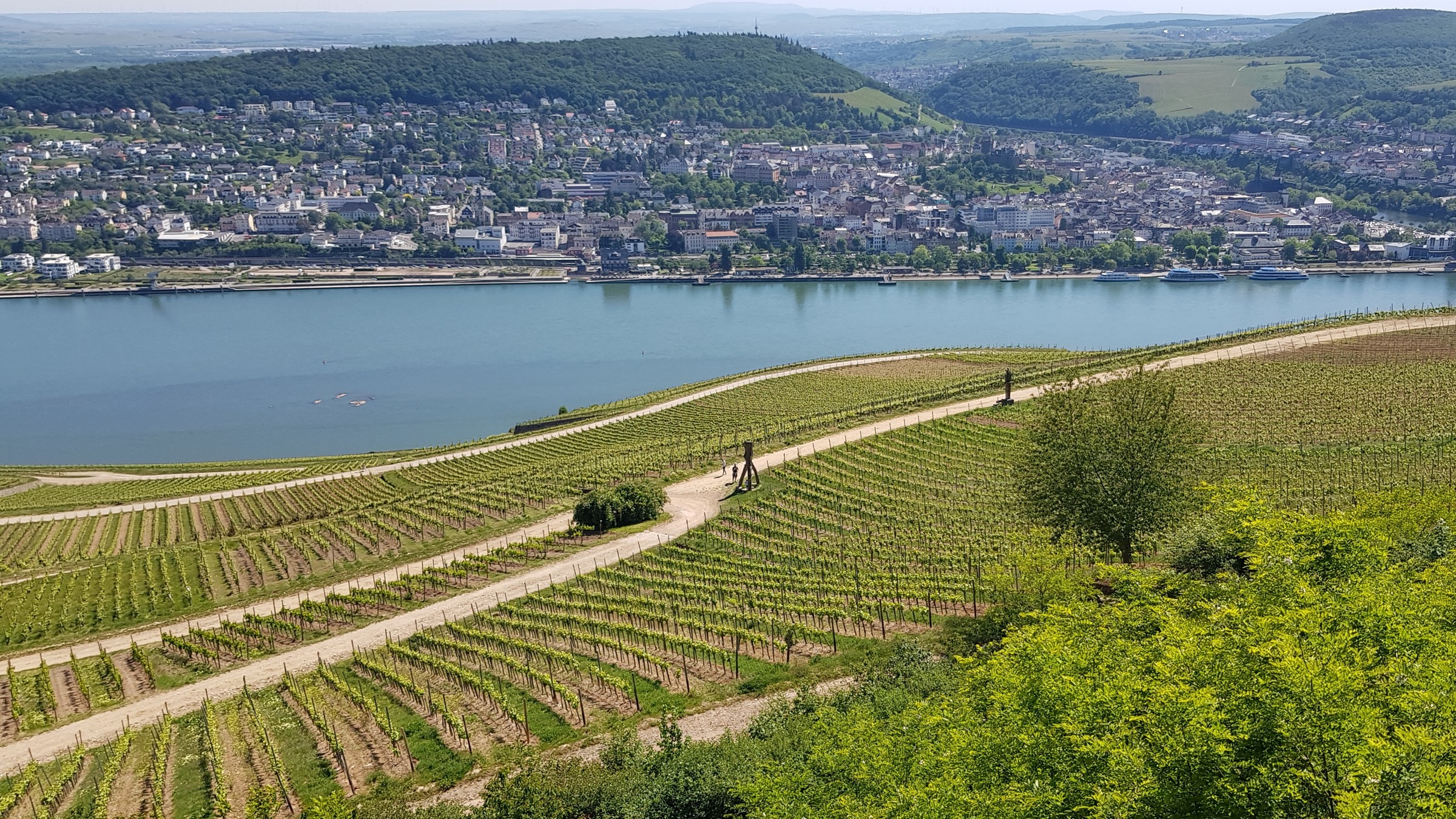 Blick auf Bingen und Rüdesheimer Reben; der Rhein ist auch dabei