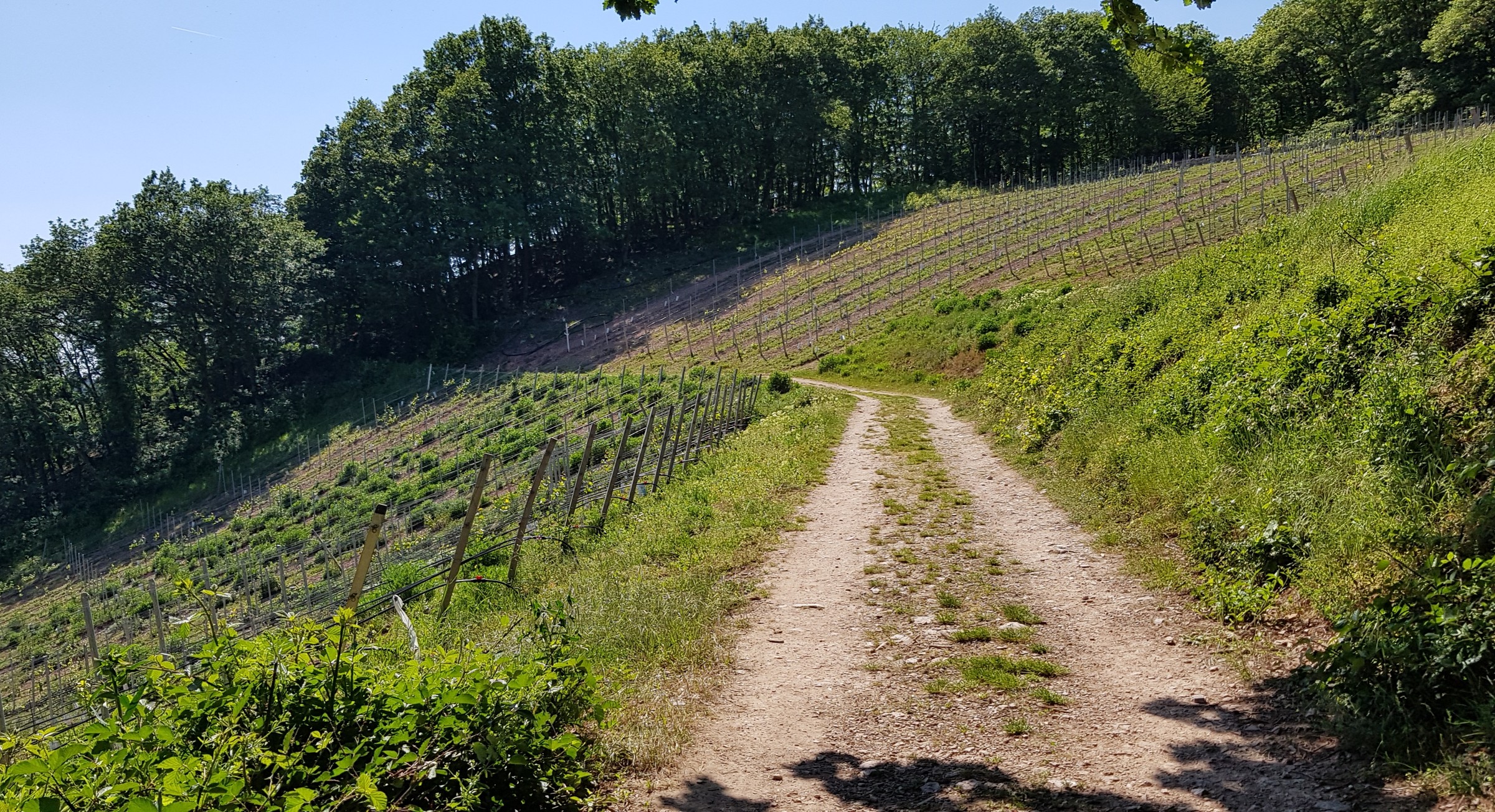 Berglage; die Zukunft des Rieslings?