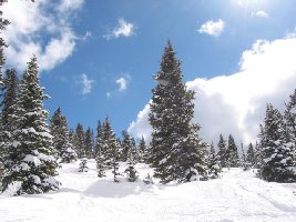 Gemütliches Tree-Skiing mit vielen unverspurten Powder-Partien