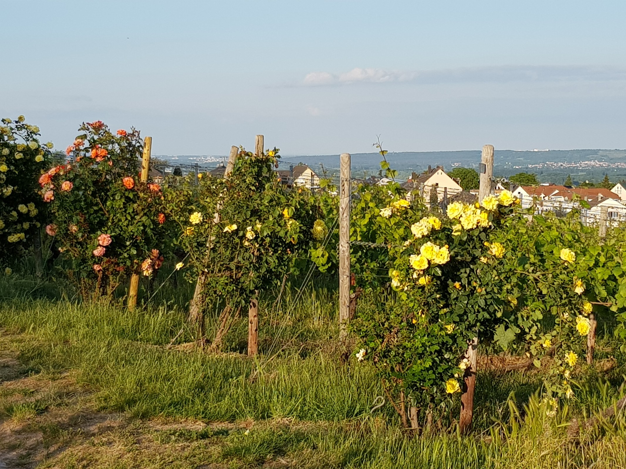 Hier auch - am Horizont rechts der Lerchenberg mit dem ZDF oberhalb Mainz