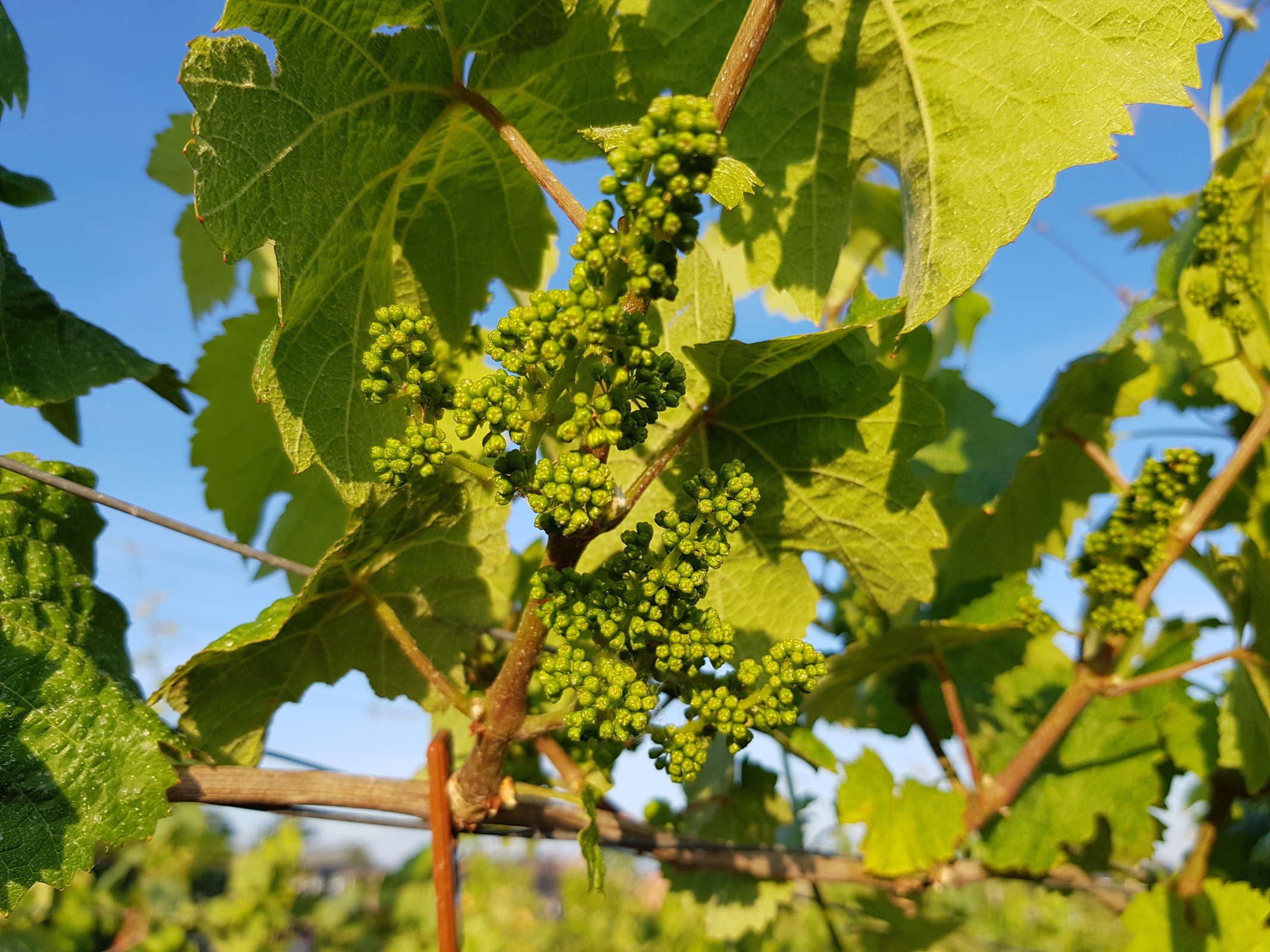 Und hier sind die eigentlichen Stars dieses Topics - noch klein, aber das wird schon noch ...