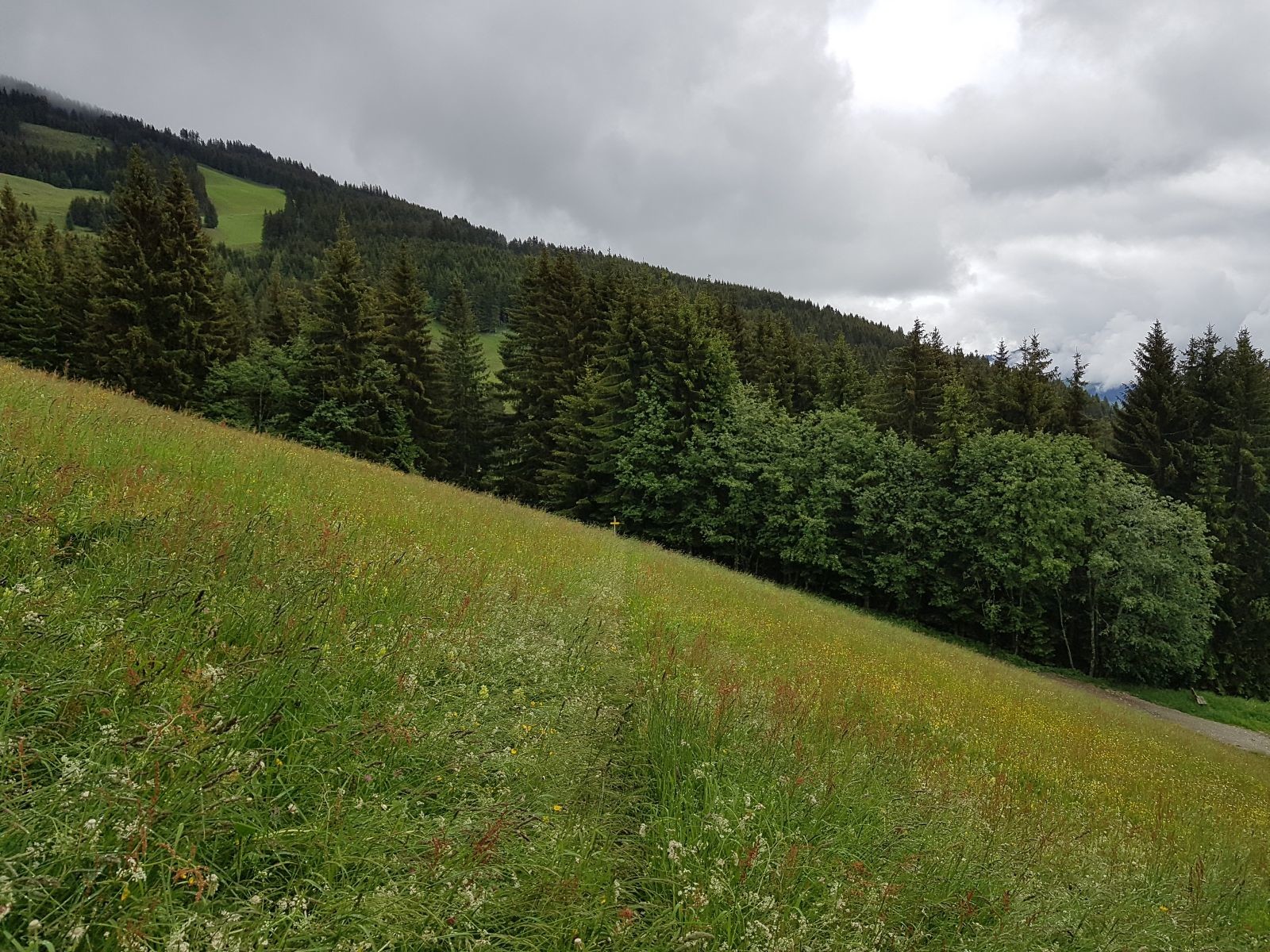 Bis wir die Straße schlieslich verlassen und auf den Asterweg abbiegen. Wie unschwer zu erkennen ist, war der Weg komplett zugewachsen und schon nach wenigen Schritten war ich durchnässt, bis in die Socken. Schade!