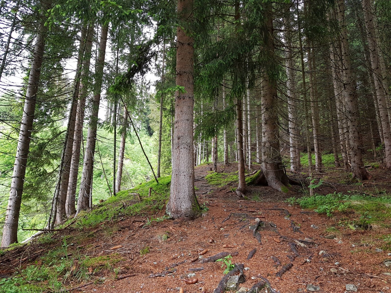 Sobald es in den Wald ging, wurde es wieder angenehmer.