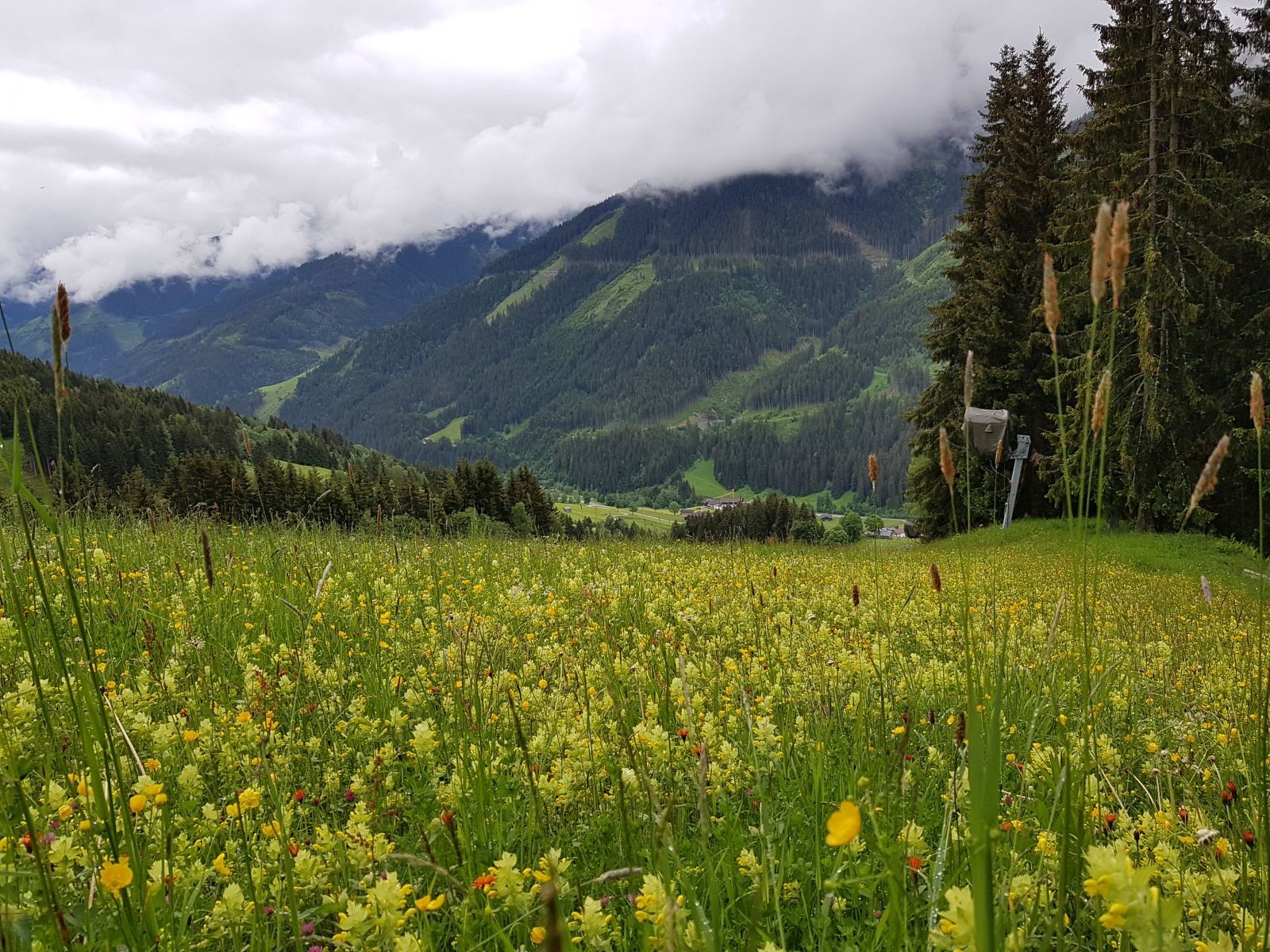 Kaum zu glauben, dass ich hier auf einer Skiabfahrt stehe. Aber die Schneekanone am Waldrand ist der Beweis!