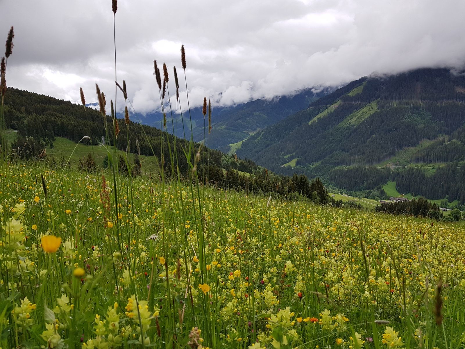 Nochmals die tolle Wiese mit vielfältiger Vegetation. Skifahren und Natur muss sich nicht gegenseitig ausschließen. Schön!
