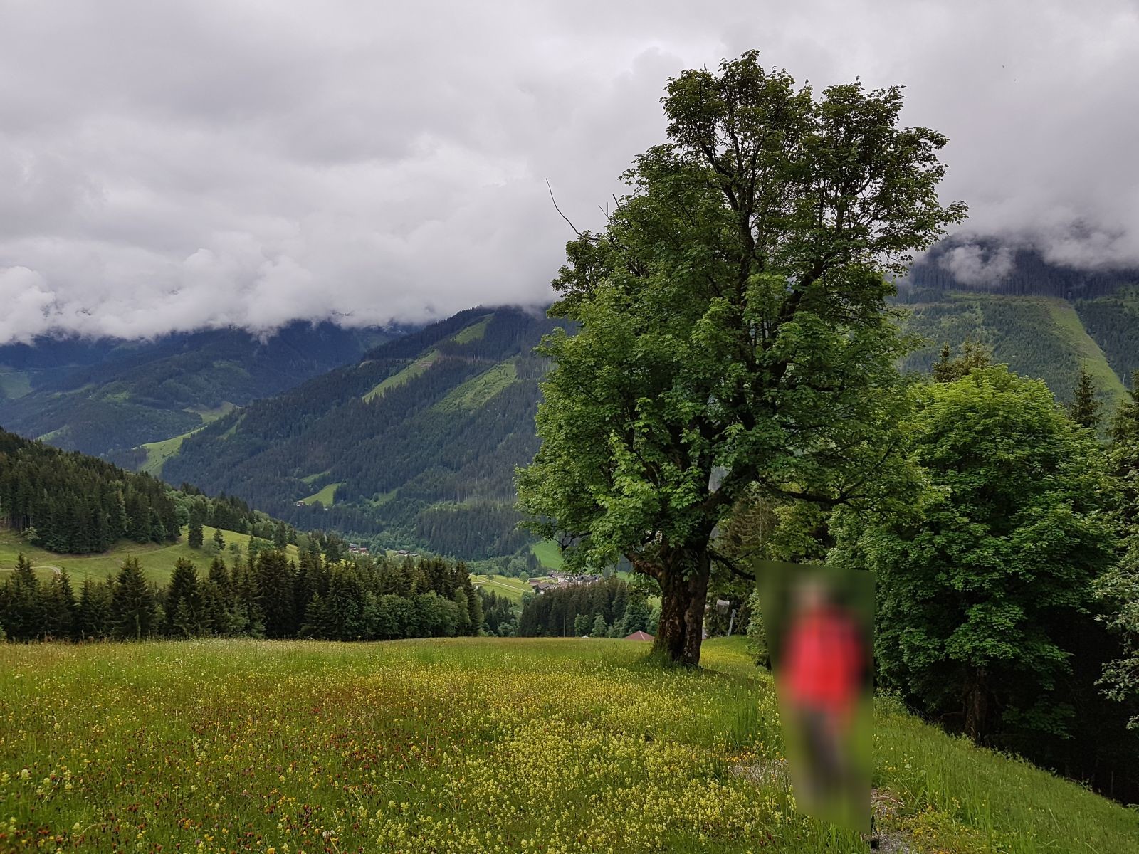 Entlag der Abfahrt stehn schöne alte Ahornbäume. Die sind mir im Winter schon positiv aufgefallen.