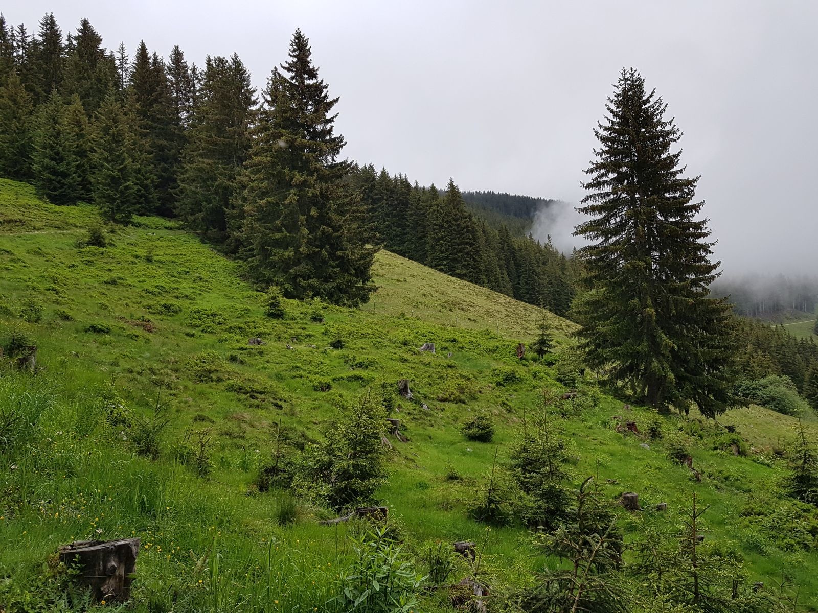Wir laufen weiter bergwärts, in schöner Almlandschaft.
