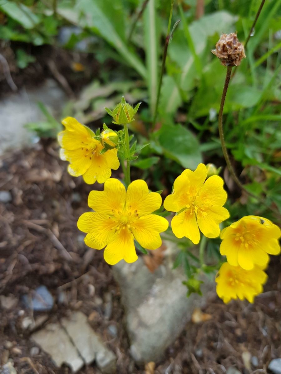 Schöne Blümchen säumen den Wegesrand.