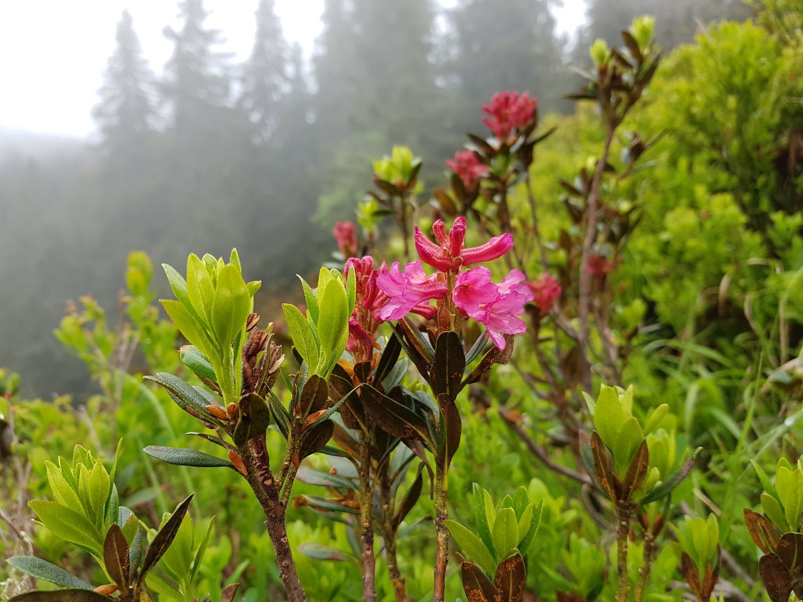 Die ersten Alpenrosen :-)