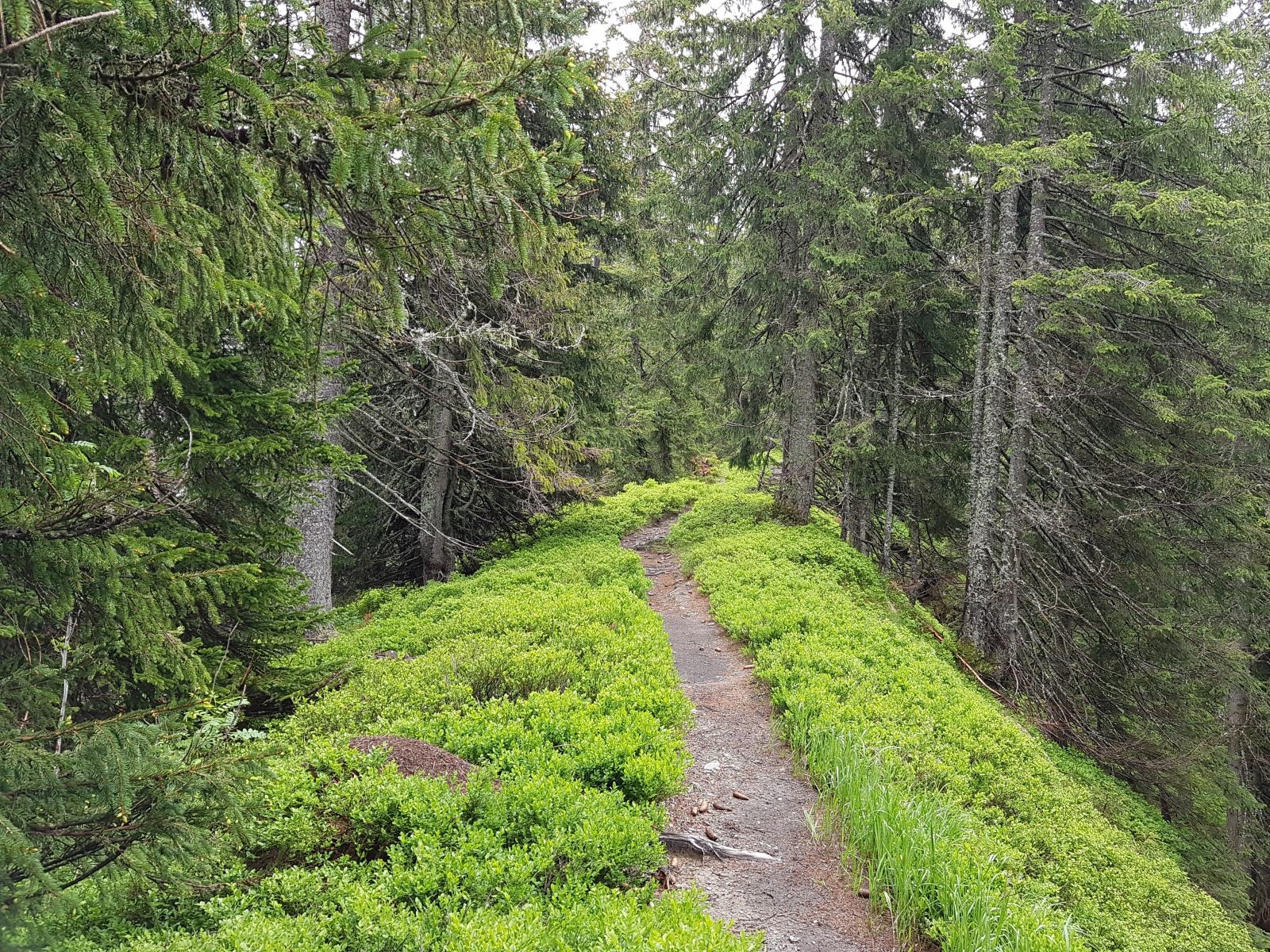 Der Weg geht idyllisch auf dem Bergrücken weiter...