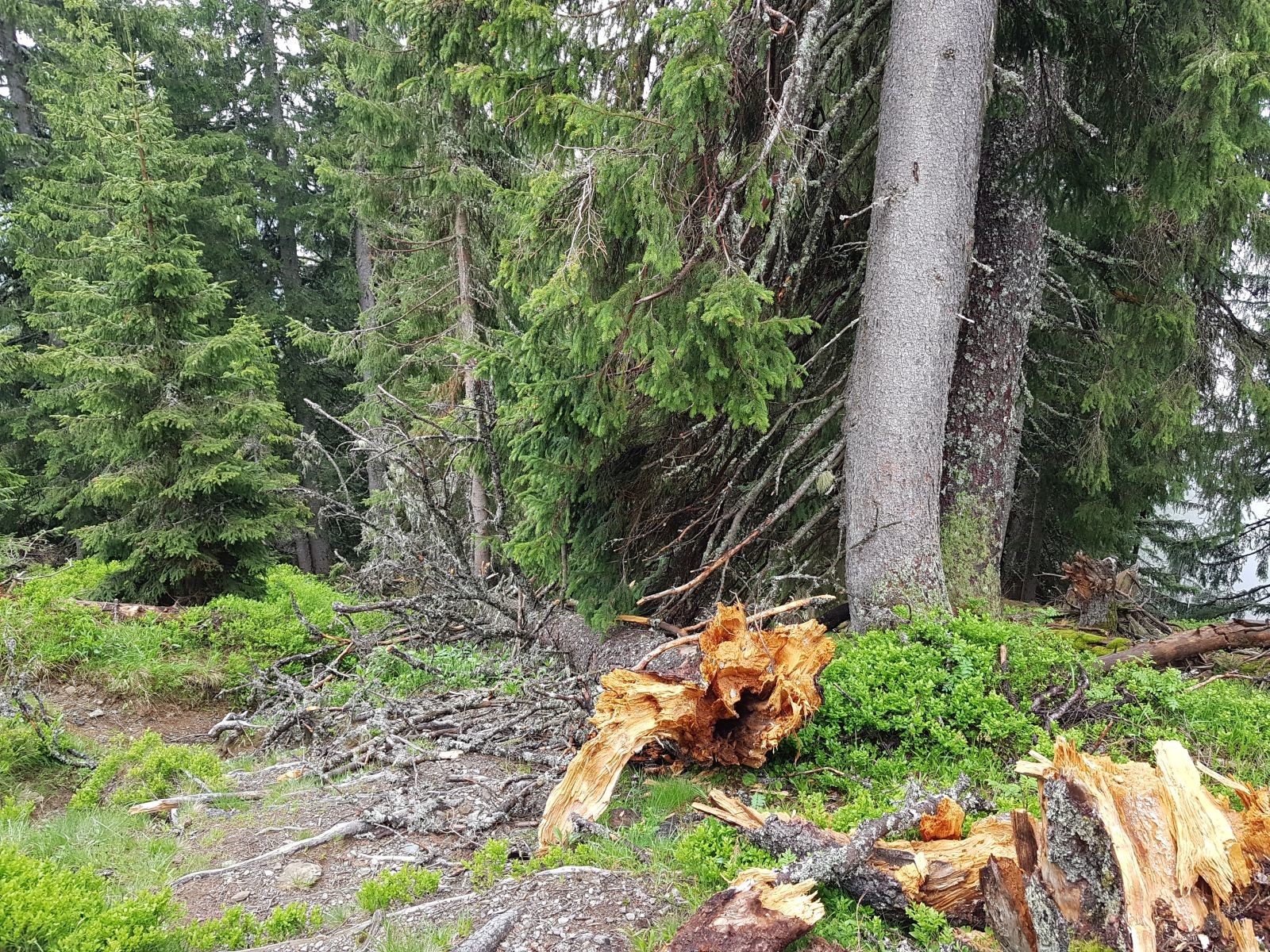Dieser Baum versperrte den Weg. Etwas Kletterei war nötig, aber nicht der Rede wert!