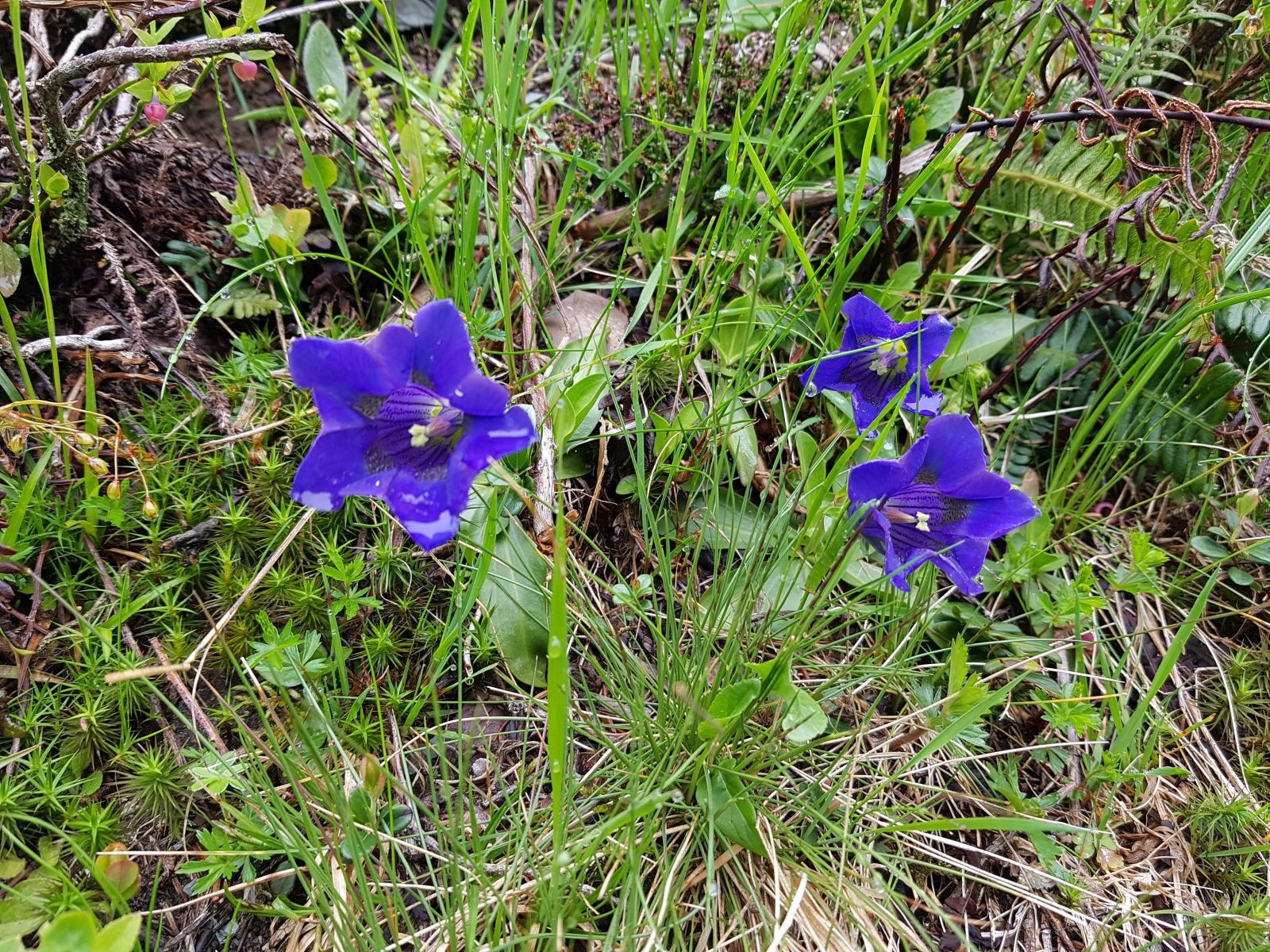 Einer von vielen Enzianen, da waren hunderte...