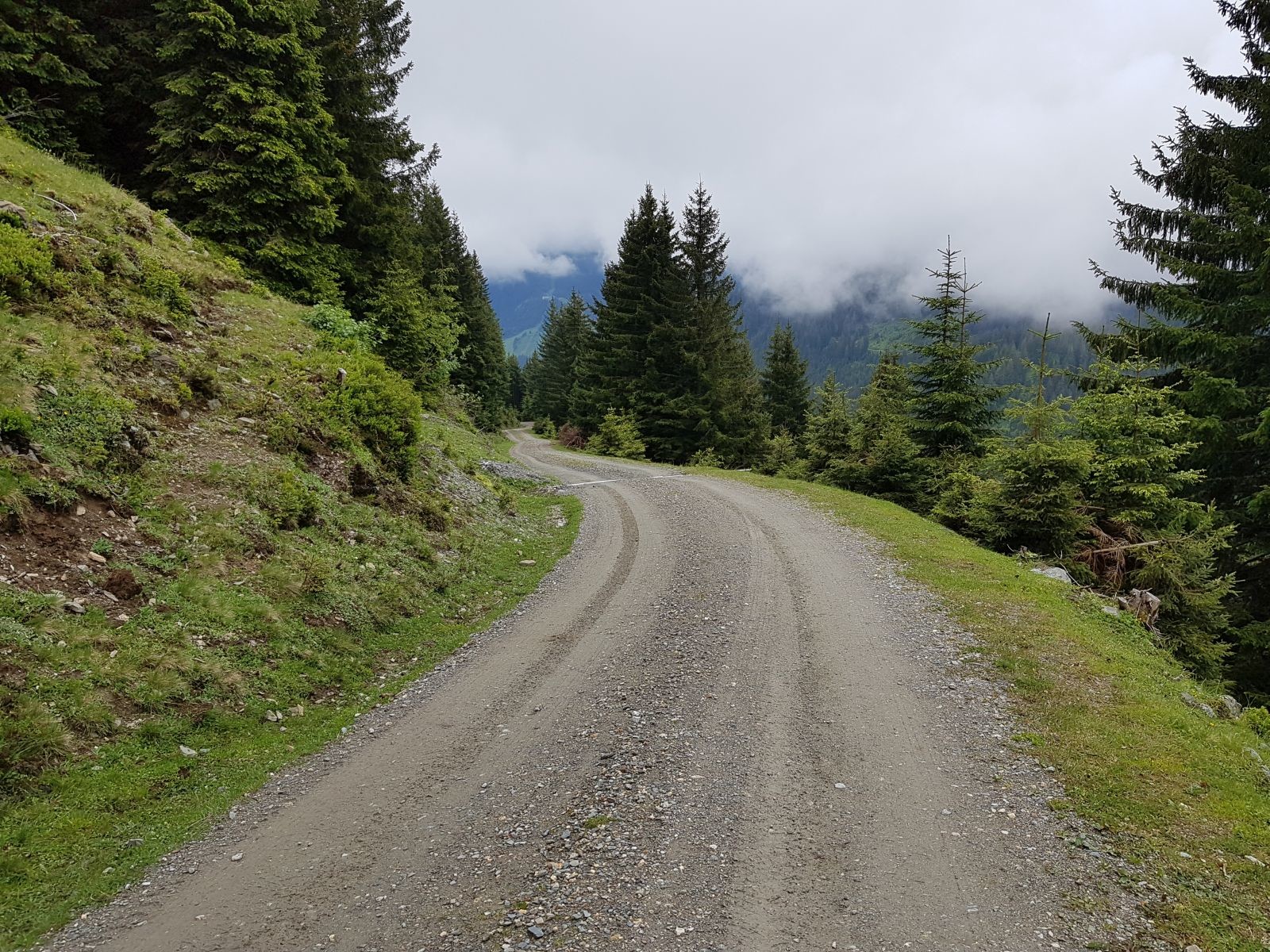 Anschließend ein kurzes Stück auf der Forststraße
