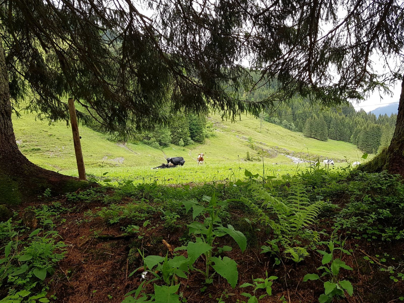 Eine interessierte Kuh im Spielbergtal ;-)