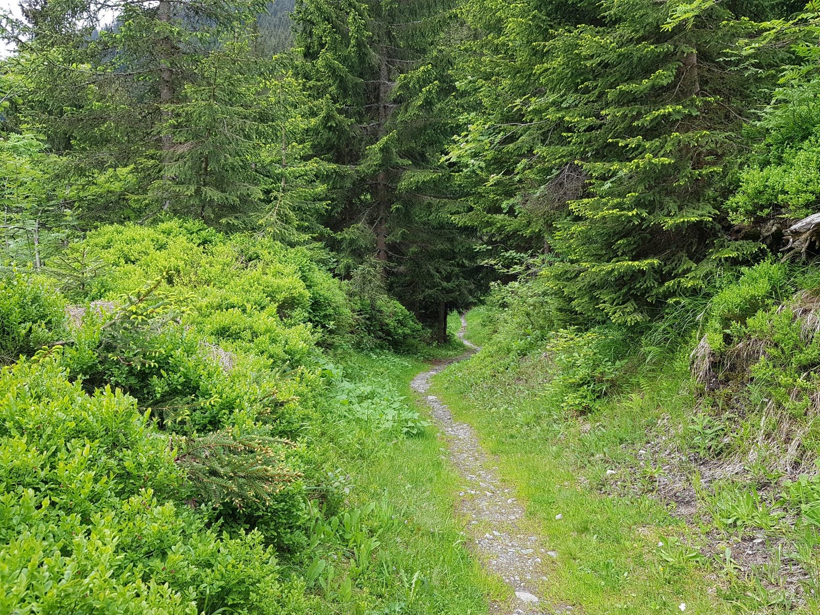 Bis es schon wieder auf einen traumhaften Wanderpfad ging, den Paschenweg.