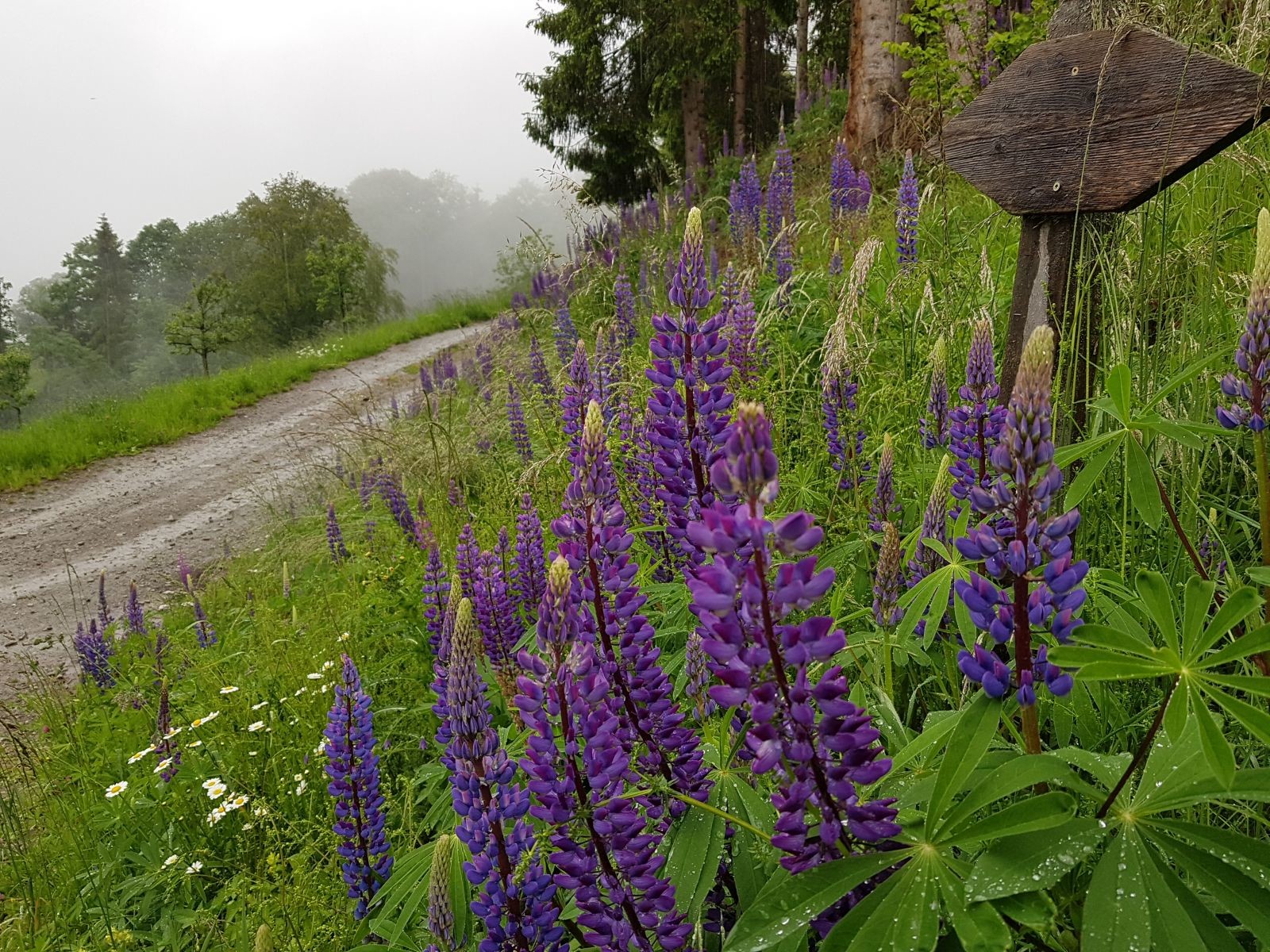 Am Ende des Weges entdeckten wir wirklich beeindruckende Blumen, die waren echt schön anzusehen!