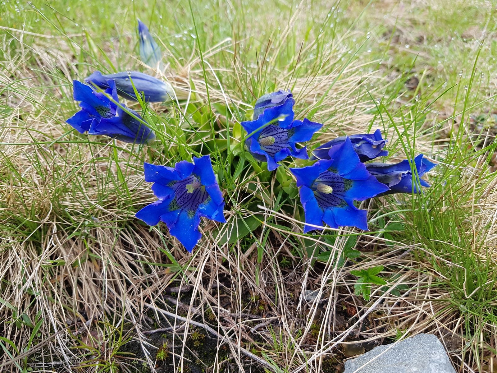 Auch heute sind wieder etliche Enzian anzutreffen.