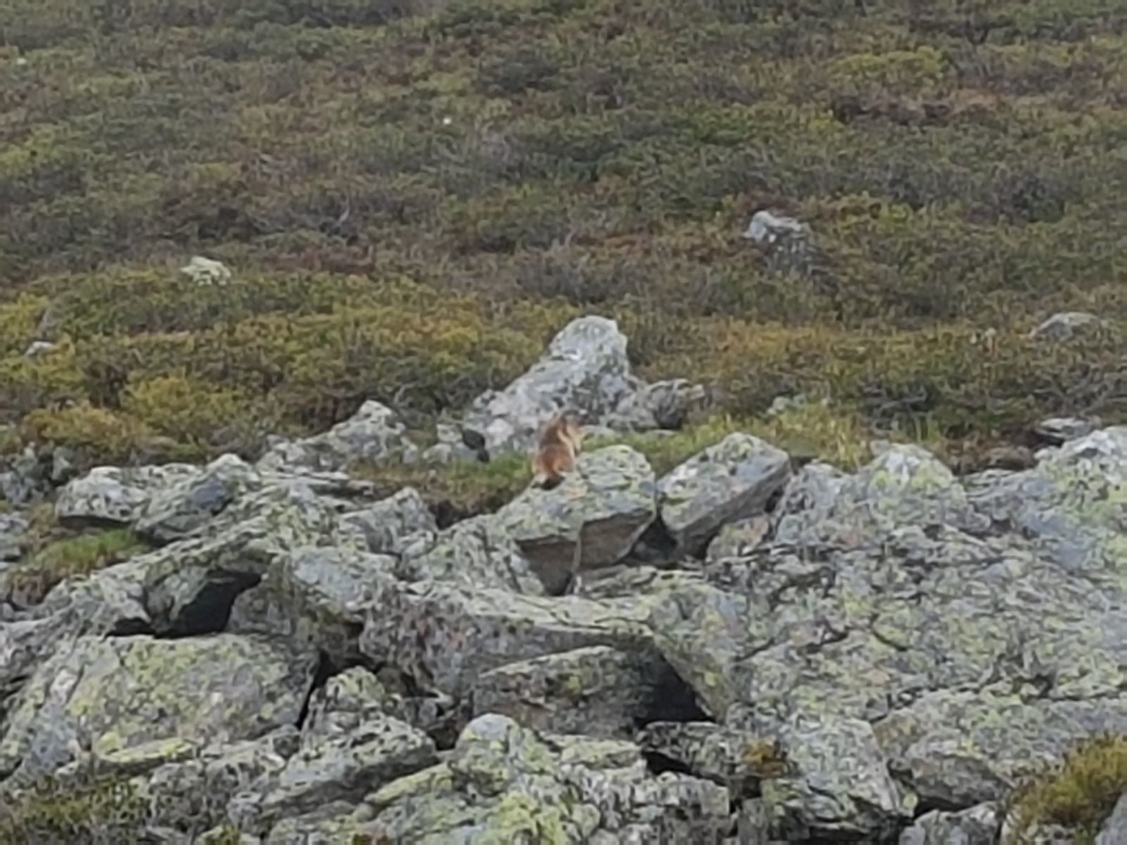 Und das nächste Murmeltier ;-)