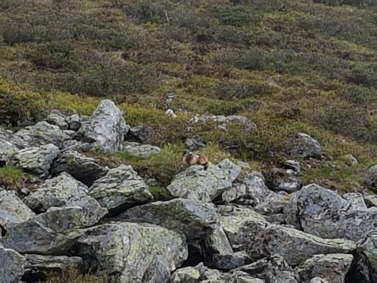 Es hat sich schon mit lauten Rufen angekündigt.