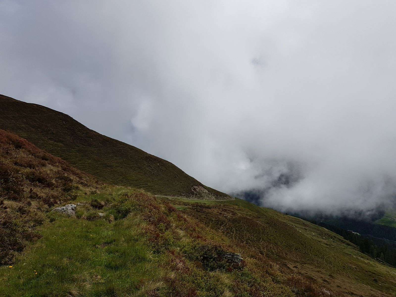 Nach einem kurzen Forstwegstück biegen wir links ab in einen kleinen Wiesenweg. Das ist nicht der ausgeschilderte "Panoramaweg", aber eine auf der Karte eingezeichnete Variante.