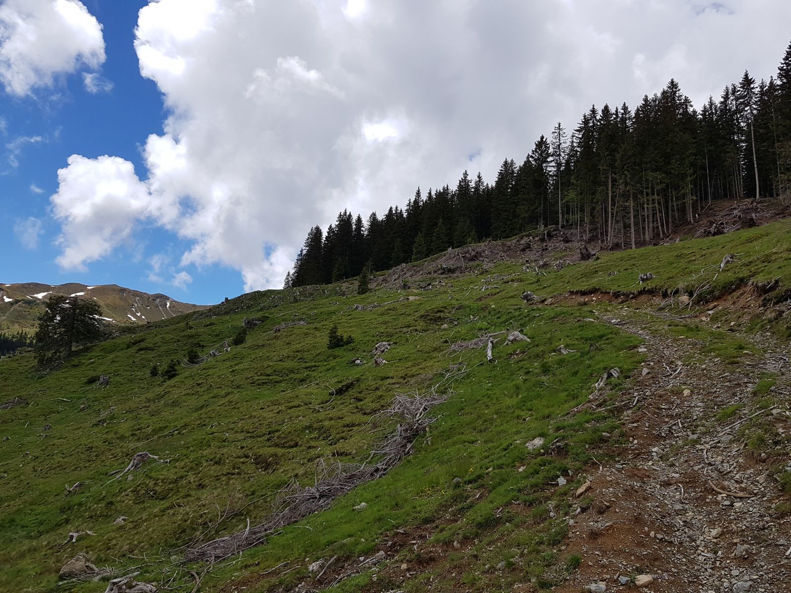 Kleiner Sprung. Nach langer Orientierungslosigkeit wussten wir hier wieder wo genau wir waren und steuerten nun auf die Ellmaualm zu. Hinzu zu unserer schlechten Laune kam noch der Missmut über diese Naturzerstörung :( Alles abgeholzt! Hässlich!