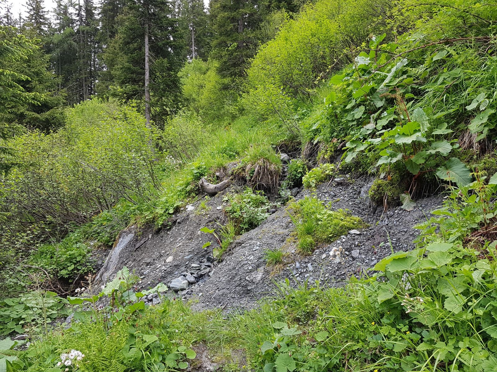 Aber hier z.B. dann komplett abgerutscht und verwahrlost! Warum?? Warum lässt man so etwas kaputt gehen? Die Brücke über den Bach gab es auch nicht mehr. Bei etwas mehr Wasser, hätten wir hier umdrehen können!