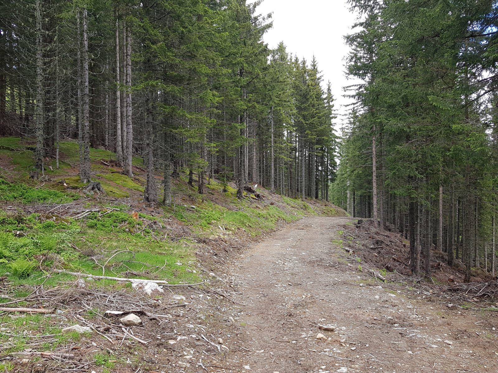 Die bessere Stimmung nach der Einkehr verschwand hier schon wieder! Schaut euch das an! In der Karte ein Pfad, und dann das! Frisch zerstört, man macht mich so etwas wütend!!!