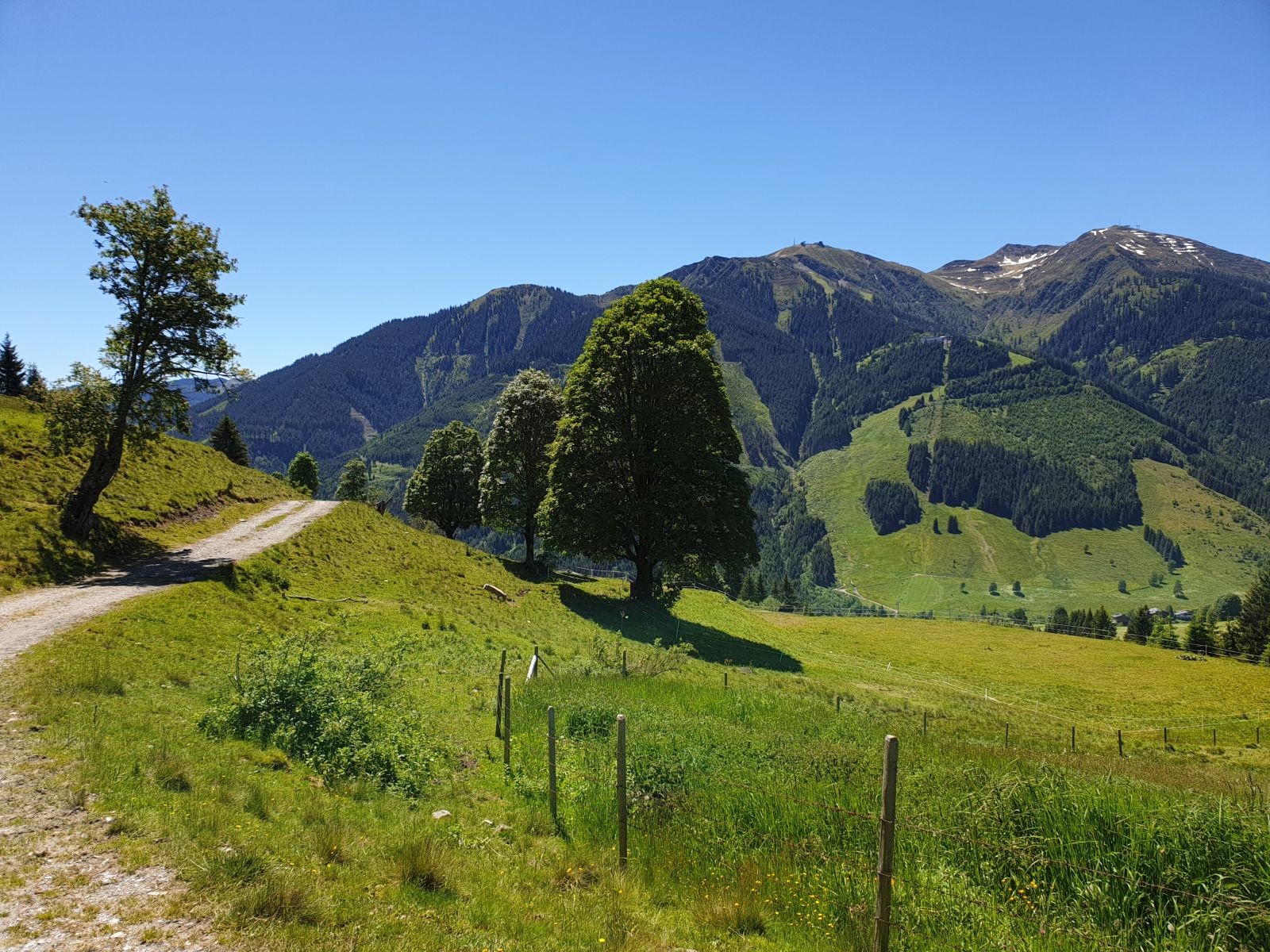 Es geht weiter talwärts, nett entlang einzelner Bäume, in der Nähe der Maisabfahrt.
